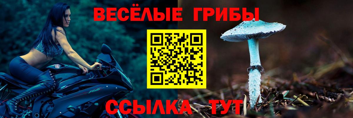 Псилоцибиновые грибы Psilocybine cubensis Кудрово